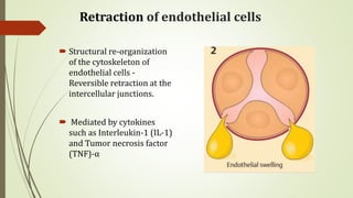 Retraction of endothelial cells
 Structural re-organization
of the cytoskeleton of
endothelial cells -
Reversible retraction at the
intercellular junctions.
 Mediated by cytokines
such as Interleukin-1 (IL-1)
and Tumor necrosis factor
(TNF)-α
 