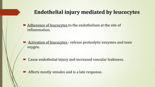 Endothelial injury mediated by leucocytes
 Adherence of leucocytes to the endothelium at the site of
inflammation.
 Activation of leucocytes - release proteolytic enzymes and toxic
oxygen.
 Cause endothelial injury and increased vascular leakiness.
 Affects mostly venules and is a late response.
 