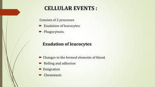 CELLULAR EVENTS :
Consists of 2 processes
 Exudation of leucocytes.
 Phagocytosis.
Exudation of leucocytes
 Changes in the formed elements of blood.
 Rolling and adhesion
 Emigration
 Chemotaxis
 