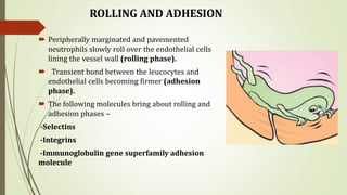 ROLLING AND ADHESION
 Peripherally marginated and pavemented
neutrophils slowly roll over the endothelial cells
lining the vessel wall (rolling phase).
 Transient bond between the leucocytes and
endothelial cells becoming firmer (adhesion
phase).
 The following molecules bring about rolling and
adhesion phases –
-Selectins
-Integrins
-Immunoglobulin gene superfamily adhesion
molecule
 