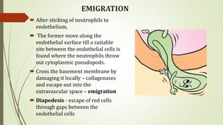 EMIGRATION
 After sticking of neutrophils to
endothelium,
 The former move along the
endothelial surface till a suitable
site between the endothelial cells is
found where the neutrophils throw
out cytoplasmic pseudopods.
 Cross the basement membrane by
damaging it locally – collagenases
and escape out into the
extravascular space – emigration
 Diapedesis - escape of red cells
through gaps between the
endothelial cells
 