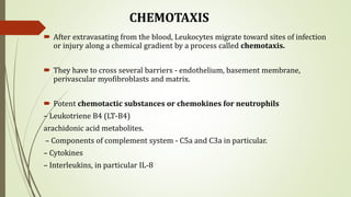 CHEMOTAXIS
 After extravasating from the blood, Leukocytes migrate toward sites of infection
or injury along a chemical gradient by a process called chemotaxis.
 They have to cross several barriers - endothelium, basement membrane,
perivascular myofibroblasts and matrix.
 Potent chemotactic substances or chemokines for neutrophils
– Leukotriene B4 (LT-B4)
arachidonic acid metabolites.
– Components of complement system - C5a and C3a in particular.
– Cytokines
– Interleukins, in particular IL-8
 