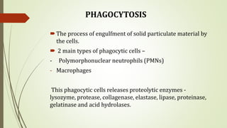 PHAGOCYTOSIS
The process of engulfment of solid particulate material by
the cells.
 2 main types of phagocytic cells –
- Polymorphonuclear neutrophils (PMNs)
- Macrophages
This phagocytic cells releases proteolytic enzymes -
lysozyme, protease, collagenase, elastase, lipase, proteinase,
gelatinase and acid hydrolases.
 