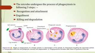 The microbe undergoes the process of phagocytosis in
following 3 steps : –
 Recognition and attachment
Engulfment
 Killing and degradation
 