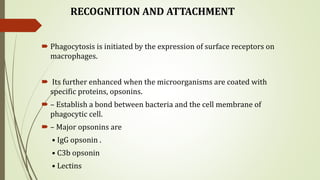 RECOGNITION AND ATTACHMENT
 Phagocytosis is initiated by the expression of surface receptors on
macrophages.
 Its further enhanced when the microorganisms are coated with
specific proteins, opsonins.
 – Establish a bond between bacteria and the cell membrane of
phagocytic cell.
 – Major opsonins are
• IgG opsonin .
• C3b opsonin
• Lectins
 