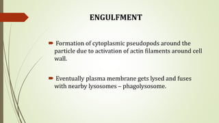 ENGULFMENT
 Formation of cytoplasmic pseudopods around the
particle due to activation of actin filaments around cell
wall.
 Eventually plasma membrane gets lysed and fuses
with nearby lysosomes – phagolysosome.
 
