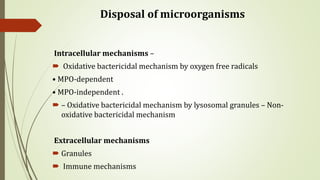 Disposal of microorganisms
Intracellular mechanisms –
 Oxidative bactericidal mechanism by oxygen free radicals
• MPO-dependent
• MPO-independent .
 – Oxidative bactericidal mechanism by lysosomal granules – Non-
oxidative bactericidal mechanism
Extracellular mechanisms
 Granules
 Immune mechanisms
 