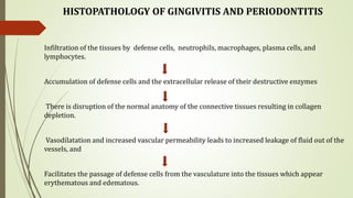 HISTOPATHOLOGY OF GINGIVITIS AND PERIODONTITIS
Infiltration of the tissues by defense cells, neutrophils, macrophages, plasma cells, and
lymphocytes.
Accumulation of defense cells and the extracellular release of their destructive enzymes
There is disruption of the normal anatomy of the connective tissues resulting in collagen
depletion.
Vasodilatation and increased vascular permeability leads to increased leakage of fluid out of the
vessels, and
Facilitates the passage of defense cells from the vasculature into the tissues which appear
erythematous and edematous.
 
