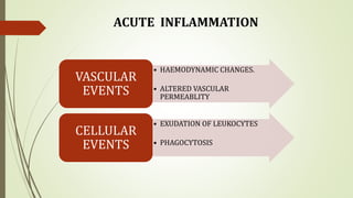 • HAEMODYNAMIC CHANGES.
• ALTERED VASCULAR
PERMEABLITY
VASCULAR
EVENTS
• EXUDATION OF LEUKOCYTES
• PHAGOCYTOSIS
CELLULAR
EVENTS
ACUTE INFLAMMATION
 