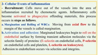 c. Migration of Leucocytes: Passage of the cells across the wall of
blood vessels and moved to reach the site of inflammat...