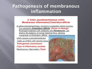 Comprehensive Overview of Acute and Chronic Inflammation Types and ...