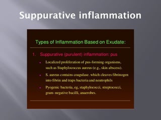 Comprehensive Overview of Acute and Chronic Inflammation Types and ...