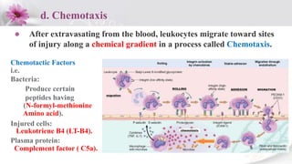 Inflammation acute + chronic | PPTX