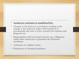 • Leukocyte activation is manifested by:-
• Changes in the leukocyte cytoskeleton leading to the
change in the leukocyte shape with formation of
pseudopodia and start to move towards the stimulus and
phagocytosis
• Degranulation and lysosomal enzymes e.g., collagenase
which allow leukocytes to penetrate the basement
membrane
• Activation of oxidative burst.
• Production of chemical mediators .
 
