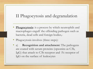 II Phagocytosis and degranulation
• Phagocytosis: is a process by which neutrophils and
macrophages engulf the offending pathogen such as
bacteria, dead cells and foreign bodies,-
• Phagocytosis involves (three steps):
• a) Recognition and attachment: The pathogens
are coated with serum proteins (opsonins as C3b,
IgG) that attach to C3b receptor and Fc receptor of
IgG on the surface of leukocytes
 