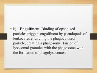 • b) Engulfment: Binding of opsonized
particles triggers engulfment by pseudopods of
leukocytes encircling the phagocytosed
particle, creating a phagosome. Fusion of
lysosomal granules with the phagosome with
the formation of phagolysosomes.
 
