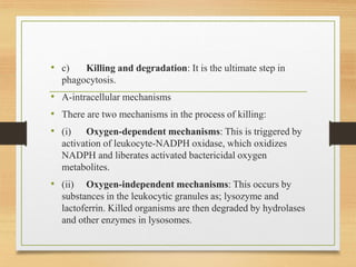 • c) Killing and degradation: It is the ultimate step in
phagocytosis.
• A-intracellular mechanisms
• There are two mechanisms in the process of killing:
• (i) Oxygen-dependent mechanisms: This is triggered by
activation of leukocyte-NADPH oxidase, which oxidizes
NADPH and liberates activated bactericidal oxygen
metabolites.
• (ii) Oxygen-independent mechanisms: This occurs by
substances in the leukocytic granules as; lysozyme and
lactoferrin. Killed organisms are then degraded by hydrolases
and other enzymes in lysosomes.
 