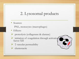 2. Lysosomal products
• Sources:
PNL, monocytes (macrophages)
• Effects:
➢ proteolysis (collagenase & elastase)
➢ initiation of coagulation through activation of
factor XII
➢ ↑ vascular permeability
➢ chemotactic
 