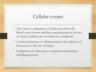 Cellular events
• They lead to emigration of leukocytes from the
blood vessel lumen and their accumulation at the site
of injury (cellular part or leukocyte exudation).
• A critical function of inflammation is the delivery of
leucocytes to the site of injury
• Emigration of leucocytes comprises extravasation
and phagocytosis.
 