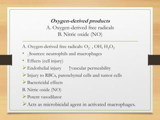 Oxygen-derived products
A. Oxygen-derived free radicals
B. Nitric oxide (NO)
A. Oxygen-derived free radicals: O2
- , OH, H2O2
• ٍSources: neutrophils and macrophages
• Effects (cell injury)
➢Endothelial injury ↑vascular permeability
➢Injury to RBCs, parenchymal cells and tumor cells
➢Bactericidal effects
B. Nitric oxide (NO)
➢Potent vasodilator
➢Acts as microbicidal agent in activated macrophages.
 