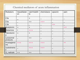 Chemical mediators of acute inflammation
pain
opsonin
chemotaxis
↑permeabili
ty
Vasodilatati
on
Mediators
_
_
_
+
_
C3a
_
_
+++
++
_
C5a
_
+++
_
_
_
C3b
+++
_
_
+
+
Bradykinin
_
_
_
+++
+
Histamine
_
_
_
+
+
ٍSerotonin
e
_
_
_
++
_
Lysosomal
products
++
_
+++
+++
+++
Prostagland
ins
_
_
+++
+++
_
Leukotreine
s
_
_
_
++
++
O2 radicals
Copy protected with Online-PDF-No-Copy.com
 