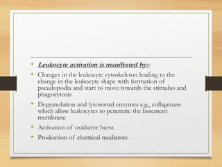 • Leukocyte activation is manifested by:-
• Changes in the leukocyte cytoskeleton leading to the
change in the leukocyte shape with formation of
pseudopodia and start to move towards the stimulus and
phagocytosis
• Degranulation and lysosomal enzymes e.g., collagenase
which allow leukocytes to penetrate the basement
membrane
• Activation of oxidative burst.
• Production of chemical mediators .
 