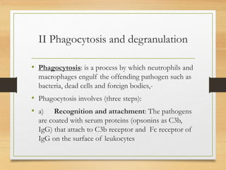 II Phagocytosis and degranulation
• Phagocytosis: is a process by which neutrophils and
macrophages engulf the offending pathogen such as
bacteria, dead cells and foreign bodies,-
• Phagocytosis involves (three steps):
• a) Recognition and attachment: The pathogens
are coated with serum proteins (opsonins as C3b,
IgG) that attach to C3b receptor and Fc receptor of
IgG on the surface of leukocytes
 