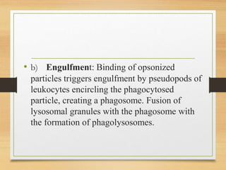 • b) Engulfment: Binding of opsonized
particles triggers engulfment by pseudopods of
leukocytes encircling the phagocytosed
particle, creating a phagosome. Fusion of
lysosomal granules with the phagosome with
the formation of phagolysosomes.
 