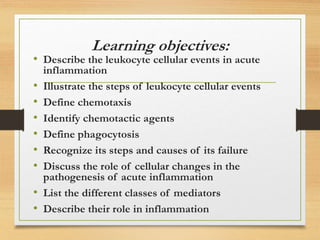 Learning objectives:
• Describe the leukocyte cellular events in acute
inflammation
• Illustrate the steps of leukocyte cellular events
• Define chemotaxis
• Identify chemotactic agents
• Define phagocytosis
• Recognize its steps and causes of its failure
• Discuss the role of cellular changes in the
pathogenesis of acute inflammation
• List the different classes of mediators
• Describe their role in inflammation
 