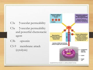 C3a ↑vascular permeability
C5a ↑vascular permeability
and powerful chemotactic
agent
C3b opsonin
C5-9 membrane attack
(cytolysis)
 