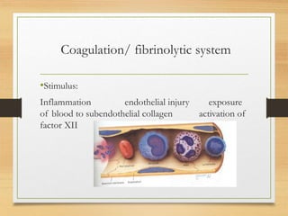 Coagulation/ fibrinolytic system
•Stimulus:
Inflammation endothelial injury exposure
of blood to subendothelial collagen activation of
factor XII
 