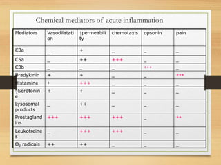 Chemical mediators of acute inflammation
painopsoninchemotaxis↑permeabili
ty
Vasodilatati
on
Mediators
___+_C3a
__+++++_C5a
_+++___C3b
+++__++Bradykinin
___++++Histamine
___++ٍSerotonin
e
___++_Lysosomal
products
++_+++++++++Prostagland
ins
__++++++_Leukotreine
s
___++++O2 radicals
 