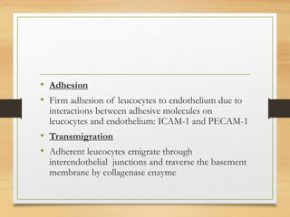 • Adhesion
• Firm adhesion of leucocytes to endothelium due to
interactions between adhesive molecules on
leucocytes and endothelium: ICAM-1 and PECAM-1
• Transmigration
• Adherent leucocytes emigrate through
interendothelial junctions and traverse the basement
membrane by collagenase enzyme
 