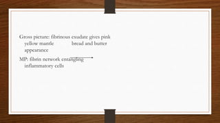 Gross picture: fibrinous exudate gives pink
yellow mantle bread and butter
appearance
MP: fibrin network entangling
inflammatory cells
 