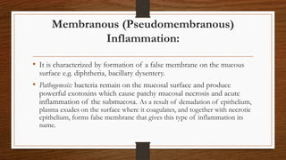 Membranous (Pseudomembranous)
Inflammation:
• It is characterized by formation of a false membrane on the mucous
surface e.g. diphtheria, bacillary dysentery.
• Pathogenesis: bacteria remain on the mucosal surface and produce
powerful exotoxins which cause patchy mucosal necrosis and acute
inflammation of the submucosa. As a result of denudation of epithelium,
plasma exudes on the surface where it coagulates, and together with necrotic
epithelium, forms false membrane that gives this type of inflammation its
name.
 