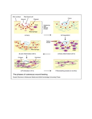 Inflammation Reflection Inflammation and Healing | DOCX