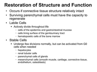Restoration of Structure and Function
• Occurs if connective tissue structure relatively intact
• Surviving parenchymal cells must have the capacity to
regenerate
• Labile Cells
 Actively divide throughout life
• cells of the epidermis and gastrointestinal mucosa
• cells lining surface of the genitourinary tract
• hematopoietic cells of the bone marrow
• Stable Cells
 Undergo few divisions normally, but can be activated from G0
cells when needed
• hepatocytes
• renal tubular cells
• parenchymal cells of glands
• mesenchymal cells (smooth muscle, cartilage, connective tissue,
endothelium, osteoblasts)
 