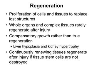 Regeneration
• Proliferation of cells and tissues to replace
lost structures
• Whole organs and complex tissues rarely
regenerate after injury
• Compensatory growth rather than true
regeneration
 Liver hypoplasia and kidney hypertrophy
• Continuously renewing tissues regenerate
after injury if tissue stem cells are not
destroyed
 