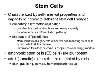 Stem Cells
• Characterized by self-renewal properties and
capacity to generate differentiated cell lineages
 obligatory asymmetric replication
• one daughter cell retains its self-renewing capacity
• the other enters a differentiation pathway
 stochastic differentiation
• stem cell divisions generate either two self-renewing stem cells
or two cells that differentiate
• Stimulation for either outcome is conjecture—seemingly random
• embryonic stem cells (ES cells) are pluripotent
• adult (somatic) stem cells are restricted by niche
 skin, gut lining, cornea, hematopoietic tissue
 