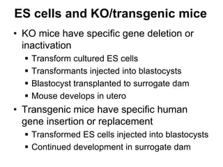 ES cells and KO/transgenic mice
• KO mice have specific gene deletion or
inactivation
 Transform cultured ES cells
 Transformants injected into blastocysts
 Blastocyst transplanted to surrogate dam
 Mouse develops in utero
• Transgenic mice have specific human
gene insertion or replacement
 Transformed ES cells injected into blastocysts
 Continued development in surrogate dam
 