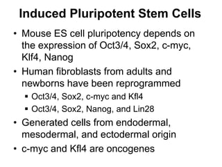 Induced Pluripotent Stem Cells
• Mouse ES cell pluripotency depends on
the expression of Oct3/4, Sox2, c-myc,
Klf4, Nanog
• Human fibroblasts from adults and
newborns have been reprogrammed
 Oct3/4, Sox2, c-myc and Kfl4
 Oct3/4, Sox2, Nanog, and Lin28
• Generated cells from endodermal,
mesodermal, and ectodermal origin
• c-myc and Kfl4 are oncogenes
 