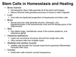 Stem Cells in Homeostasis and Healing
• Bone marrow
 Hematopoietic Stem Cells generate all of the blood cell lineages
 Marrow Stromal Cells generate precursors of tissue to which migrated
• Liver
 Oval cells are bipotential progenitors of hepatocytes and biliary cells
• Brain
 Neural precursor cells generate neurons, astrocytes, and
oligodendrocytes in the subventricular zone and the dentate gyrus of the
hippocampus
• Skin
 Hair follicle bulge, interfollicular areas of the surface epidermis, and
sebaceous glands
• Intestinal epithelium
 crypts are monoclonal structures derived from single stem cells
 villus contains cells from multiple crypts
• Skeletal and cardiac muscle
 satellite cells beneath the myocyte basal lamina generate differentiated
myocytes after injury
• Cornea
 limbal stem cells maintain corneal transparency
 