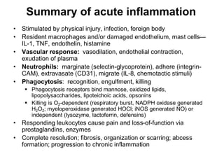 Summary of acute inflammation
• Stimulated by physical injury, infection, foreign body
• Resident macrophages and/or damaged endothelium, mast cells—
IL-1, TNF, endothelin, histamine
• Vascular response: vasodilation, endothelial contraction,
exudation of plasma
• Neutrophils: marginate (selectin-glycoprotein), adhere (integrin-
CAM), extravasate (CD31), migrate (IL-8, chemotactic stimuli)
• Phagocytosis: recognition, engulfment, killing
 Phagocytosis receptors bind mannose, oxidized lipids,
lipopolysaccharides, lipoteichoic acids, opsonins
 Killing is O2-dependent (respiratory burst, NADPH oxidase generated
H2O2; myeloperoxidase generated HOCl; iNOS generated NO) or
independent (lysozyme, lactoferrin, defensins)
• Responding leukocytes cause pain and loss-of-function via
prostaglandins, enzymes
• Complete resolution; fibrosis, organization or scarring; abcess
formation; progression to chronic inflammation
 
