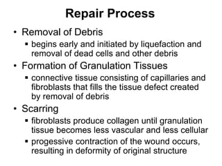 Repair Process
• Removal of Debris
 begins early and initiated by liquefaction and
removal of dead cells and other debris
• Formation of Granulation Tissues
 connective tissue consisting of capillaries and
fibroblasts that fills the tissue defect created
by removal of debris
• Scarring
 fibroblasts produce collagen until granulation
tissue becomes less vascular and less cellular
 progessive contraction of the wound occurs,
resulting in deformity of original structure
 
