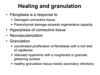 Healing and granulation
• Fibroplasia is a response to
 Damaged connective tissue
 Parenchymal damage exceeds regenerative capacity
• Hyperplasia of connective tissue
• Neovascularization
• Granulation
 coordinated proliferation of fibroblasts with a rich bed
of capillaries
 intensely hyperemic with a roughened or granular,
glistening surface
 healthy granulation tissue resists secondary infections
 