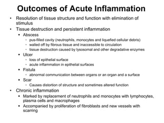 Outcomes of Acute Inflammation
• Resolution of tissue structure and function with elimination of
stimulus
• Tissue destruction and persistent inflammation
 Abscess
• pus-filled cavity (neutrophils, monocytes and liquefied cellular debris)
• walled off by fibrous tissue and inaccessible to circulation
• tissue destruction caused by lysosomal and other degradative enzymes
 Ulcer
• loss of epithelial surface
• acute inflammation in epithelial surfaces
 Fistula
• abnormal communication between organs or an organ and a surface
 Scar
• Causes distortion of structure and sometimes altered function
• Chronic inflammation
 Marked by replacement of neutrophils and monocytes with lymphocytes,
plasma cells and macrophages
 Accompanied by proliferation of fibroblasts and new vessels with
scarring
 