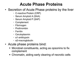 Acute Phase Proteins
• Secretion of Acute Phase proteins by the liver
• C-reactive Protein (CRP)
• Serum Amyloid A (SAA)
• Serum Amyloid P (SAP)
• Complement
• Fibrinogen
• Prothrombin
• Ferritin
• Ceruloplasmin
• α1-antitrypsin
• α2-macroglobulin
• Acute phase proteins bind:
 Microbial constituents, acting as opsonins to fix
complement
 Chromatin, aiding early clearing of necrotic cells
 