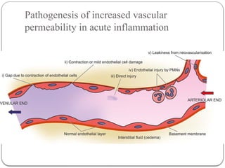 Comprehensive Overview of Inflammation and Tissue Repair Mechanisms | PPTX