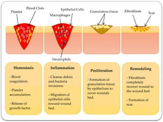 Comprehensive Overview of Inflammation and Tissue Repair Mechanisms | PPTX