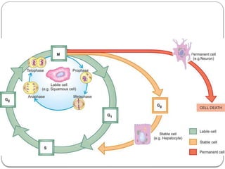 Comprehensive Overview of Inflammation and Tissue Repair Mechanisms | PPTX
